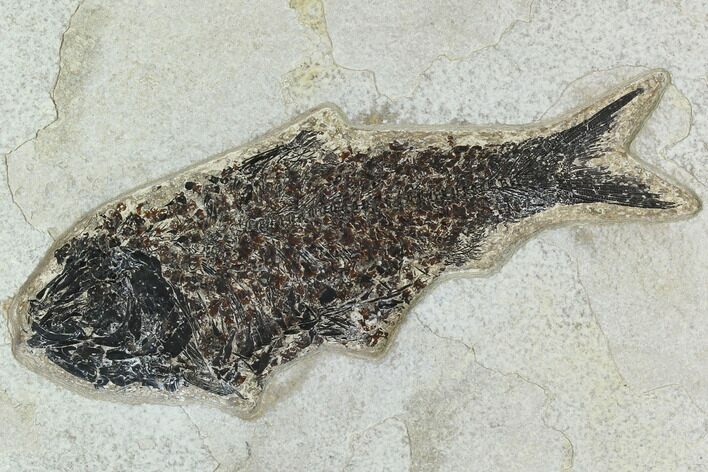 Fossil Fish (Knightia) - Green River Formation #129728